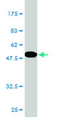 Monoclonal Anti-NOTCH2NL antibody produced in mouse clone 2G12-2A5, purified immunoglobulin, buffered aqueous solution