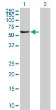 Anti-FBXL6 antibody produced in mouse purified immunoglobulin, buffered aqueous solution