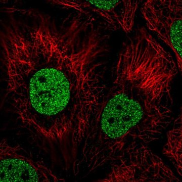 Anti-BNC1 antibody produced in rabbit Prestige Antibodies&#174; Powered by Atlas Antibodies, affinity isolated antibody