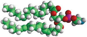 Heart PE Avanti Research™ - A Croda Brand 840025C