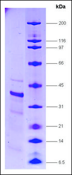 RNA Polymerase II, p33 subunit human recombinant, expressed in E. coli, &#8805;80% (SDS-PAGE)