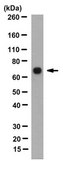 Anti-Septin-9 Antibody, clone 10C10 clone 10C10, from mouse