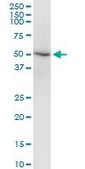Monoclonal Anti-DEAF1 antibody produced in mouse clone 3C12, purified immunoglobulin, buffered aqueous solution