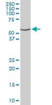 Anti-DNAJC7 antibody produced in rabbit purified immunoglobulin, buffered aqueous solution