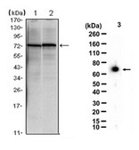 Anti-HSPA5 Antibody, clone 4E3 ascites fluid, clone 4E3, from mouse