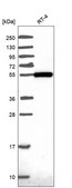 Anti-Zbtb46 Antibody Produced In Rabbit Prestige Antibodies® Powered by Atlas Antibodies, affinity isolated antibody, buffered aqueous glycerol solution