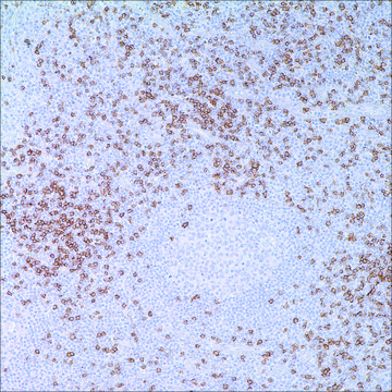 CD8 (C8/144B) Mouse Monoclonal Antibody