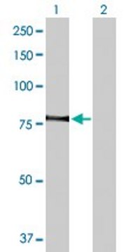 Anti-PRKCQ antibody produced in rabbit purified immunoglobulin, buffered aqueous solution