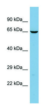 Anti-TMCC2 antibody produced in rabbit affinity isolated antibody