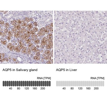 Anti-AQP5 antibody produced in rabbit Prestige Antibodies&#174; Powered by Atlas Antibodies, affinity isolated antibody, buffered aqueous glycerol solution