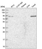 Anti-TGFBRAP1 antibody produced in rabbit Prestige Antibodies® Powered by Atlas Antibodies, affinity isolated antibody