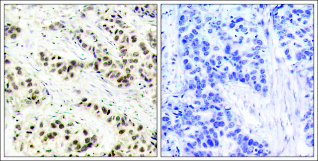 Anti-CDC2 (Ab-15) antibody produced in rabbit affinity isolated antibody