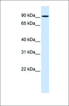 Anti-HSPH1 antibody produced in rabbit affinity isolated antibody