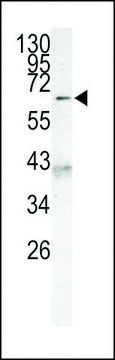 ANTI-AF9 (MLLT3) (C-TERM K486) antibody produced in rabbit IgG fraction of antiserum, buffered aqueous solution