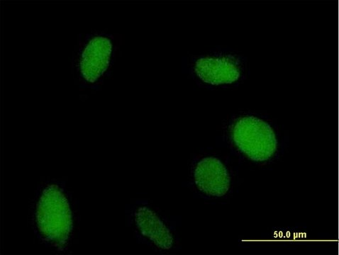 Anti-VGLL1 antibody produced in mouse purified immunoglobulin, buffered aqueous solution