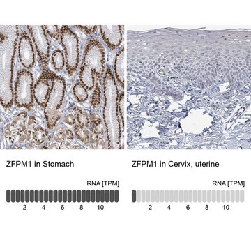 Anti-ZFPM1 antibody produced in rabbit Prestige Antibodies&#174; Powered by Atlas Antibodies, affinity isolated antibody, buffered aqueous glycerol solution