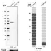 Anti-BAIAP2L1 antibody produced in rabbit Prestige Antibodies® Powered by Atlas Antibodies, affinity isolated antibody, buffered aqueous glycerol solution, Ab3