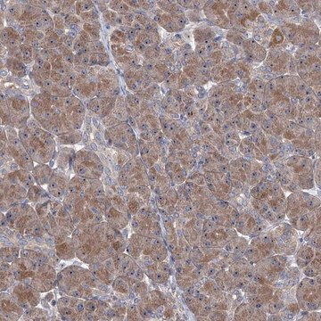 Anti-HTR3B antibody produced in rabbit Prestige Antibodies&#174; Powered by Atlas Antibodies, affinity isolated antibody, buffered aqueous glycerol solution