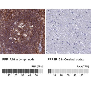 Anti-PPP1R18 antibody produced in rabbit Prestige Antibodies&#174; Powered by Atlas Antibodies, affinity isolated antibody, buffered aqueous glycerol solution