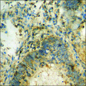 Anti-phospho-STAT1 (pTyr701) antibody produced in rabbit affinity isolated antibody
