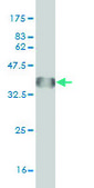 Monoclonal Anti-LHX4 antibody produced in mouse clone 2B12, purified immunoglobulin, buffered aqueous solution