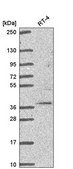 Anti-TRIM27 antibody produced in rabbit Prestige Antibodies® Powered by Atlas Antibodies, affinity isolated antibody