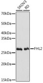 Anti-FHL2 Antibody, clone 0K9C7, Rabbit Monoclonal