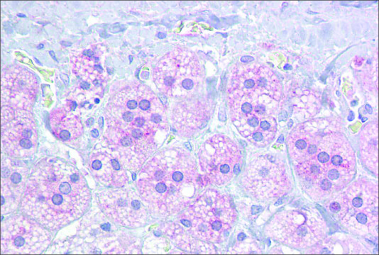 Anti-NR5A1 antibody produced in rabbit affinity isolated antibody