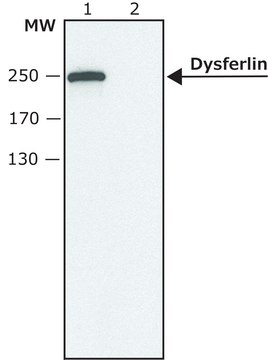 Anti-Dysferlin antibody produced in rabbit ~1.0&#160;mg/mL, affinity isolated antibody