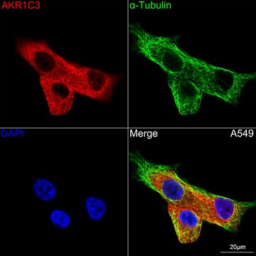 Anti-AKR1C3 Antibody, clone 7T10F5, Rabbit Monoclonal