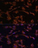 Anti-BAX antibody produced in rabbit