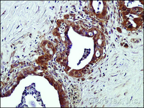 Anti-GPR120 (N-terminal) antibody produced in rabbit affinity isolated antibody, buffered aqueous solution