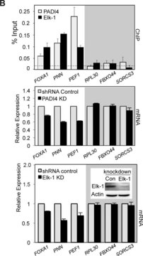 Anti-PADI4 (N-terminal) antibody produced in rabbit IgG fraction of antiserum, buffered aqueous solution