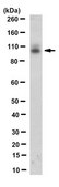 Anti-PRICKLE2 Antibody, clone 3B4.1 clone 3B4.1, from mouse
