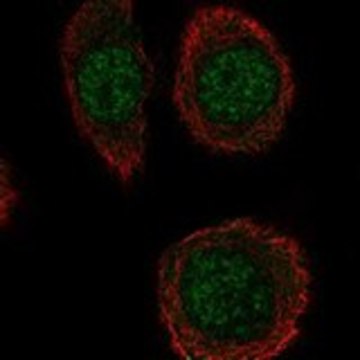 Anti-INTS5 antibody produced in rabbit Prestige Antibodies&#174; Powered by Atlas Antibodies, affinity isolated antibody, buffered aqueous glycerol solution