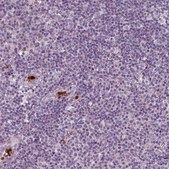 Anti-IL4 antibody produced in rabbit Prestige Antibodies® Powered by Atlas Antibodies, affinity isolated antibody