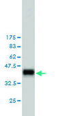 Monoclonal Anti-RASA1 antibody produced in mouse clone 2C12, purified immunoglobulin, buffered aqueous solution