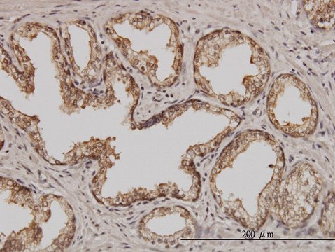 Monoclonal Anti-PSMD5 antibody produced in mouse clone 3E2, purified immunoglobulin, buffered aqueous solution