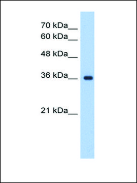 Anti-ELOVL7 antibody produced in rabbit IgG fraction of antiserum