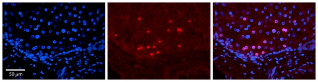 Anti-ID2 antibody produced in rabbit affinity isolated antibody