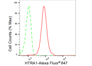 Anti HTRA1 Antibody, clone 23GB6610, Rabbit Monoclonal clone 23GB6610, recombinant rabbit monoclonal, expressed in HEK293 cells