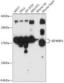 Anti-EIF4EBP1 antibody produced in rabbit