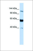 Anti-SYCP1 antibody produced in rabbit affinity isolated antibody