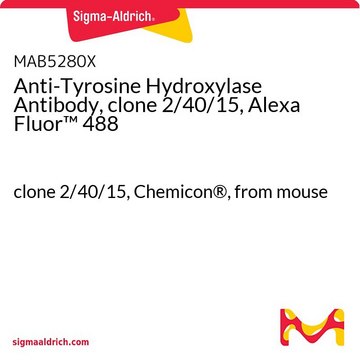 Anti-Tyrosine Hydroxylase Antibody, clone 2/40/15, Alexa Fluor&#8482; 488 clone 2/40/15, Chemicon&#174;, from mouse