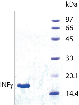 Interferon-&#947; human recombinant, expressed in E. coli, &#8805;98% (SDS-PAGE), lyophilized powder, suitable for cell culture