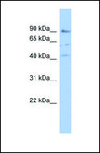 Anti-PARP12 antibody produced in rabbit affinity isolated antibody
