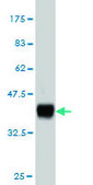 Monoclonal Anti-NDST1 antibody produced in mouse clone 1G10, purified immunoglobulin, buffered aqueous solution