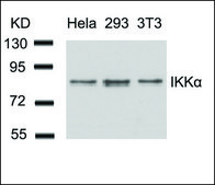 Anti-CHUK (Ab-23) antibody produced in rabbit affinity isolated antibody