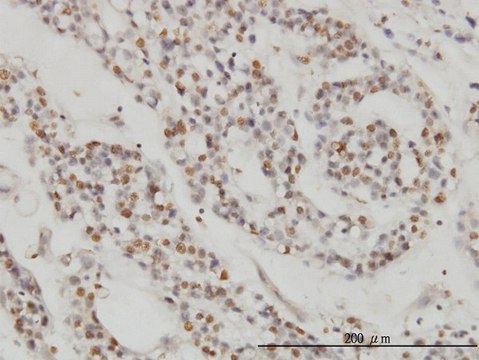 Monoclonal Anti-DPF2 antibody produced in mouse clone 2F6, purified immunoglobulin, buffered aqueous solution