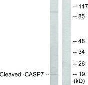 Anti-CASP7 (Cleaved-Asp198) antibody produced in rabbit affinity isolated antibody